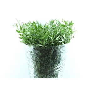 Ruscus Italy 200 Gram