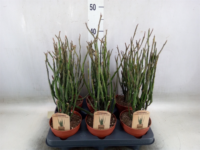 <h4>Euphorbia   ...</h4>