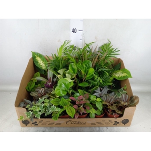 Planten Groen   ...mix 24