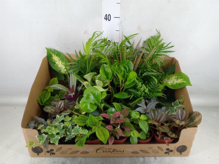 <h4>Planten Groen   ...mix 24</h4>