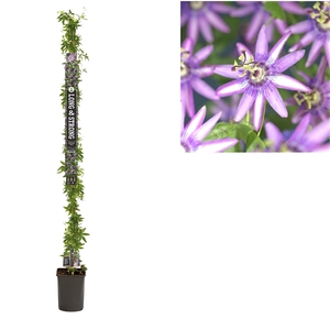 Passiflora 'Amethyst' +Long & Strong label