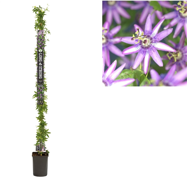 <h4>Passiflora 'Amethyst' +Long & Strong label</h4>