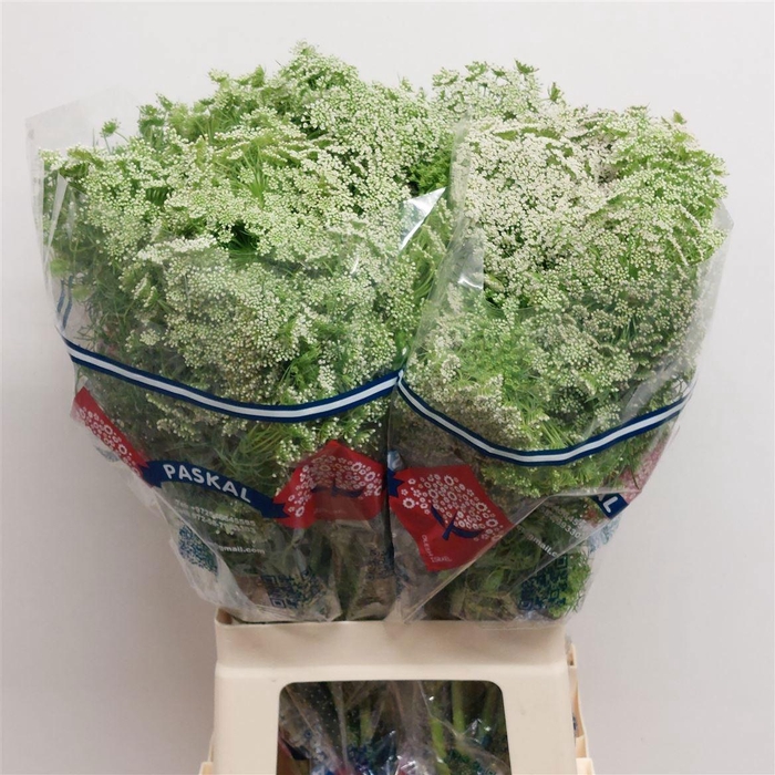 <h4>AMMI MAJUS GRACELAND</h4>