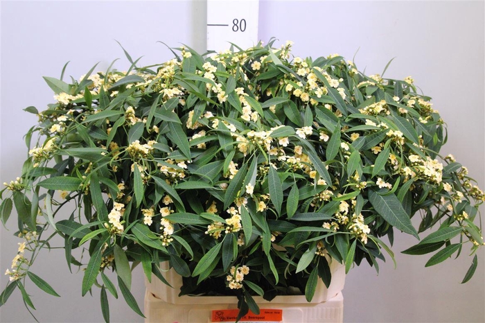 <h4>Euph F T Algevo</h4>