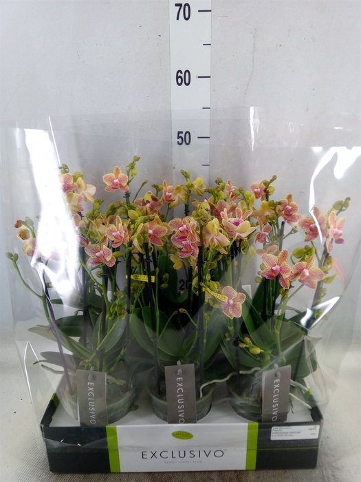 <h4>Phalaenopsis multi.   ...yellow</h4>