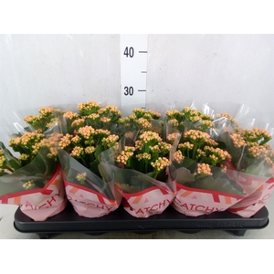 Kalanchoe blos. 'Perfecta Orange'