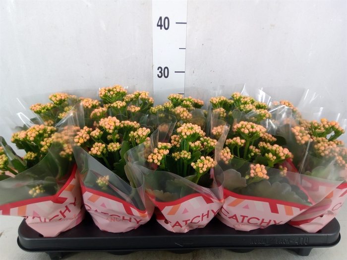 <h4>Kalanchoe blos. 'Perfecta Orange'</h4>