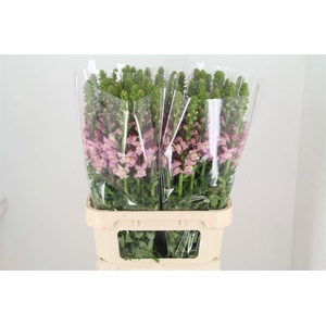 Antir Potomac Lavendel