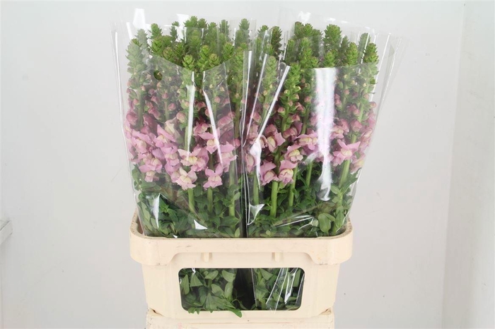 <h4>Antir Potomac Lavendel</h4>