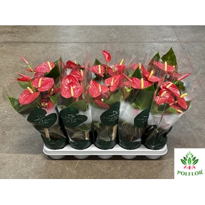 Anthurium Aroha 12Ø 35cm 5fl