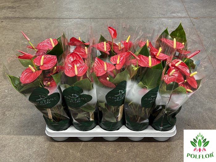Anthurium Aroha 12Ø 35cm 5fl
