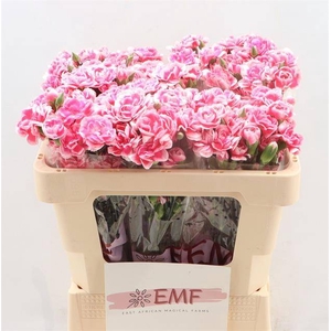 DI TR COSMOCHERRY PINK