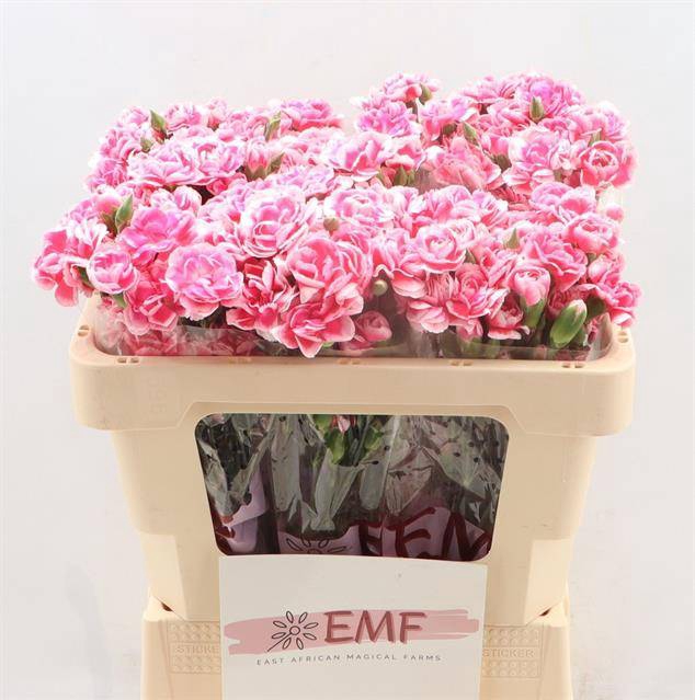 <h4>DI TR COSMOCHERRY PINK</h4>