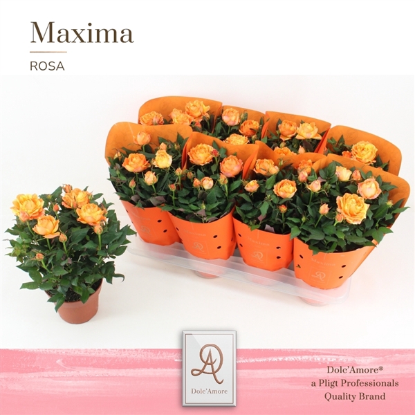 <h4>Rosa Maracuja Kordana Grande</h4>