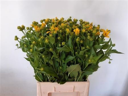 <h4>Rudbeckia Nitida</h4>