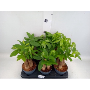 Pachira aquatica