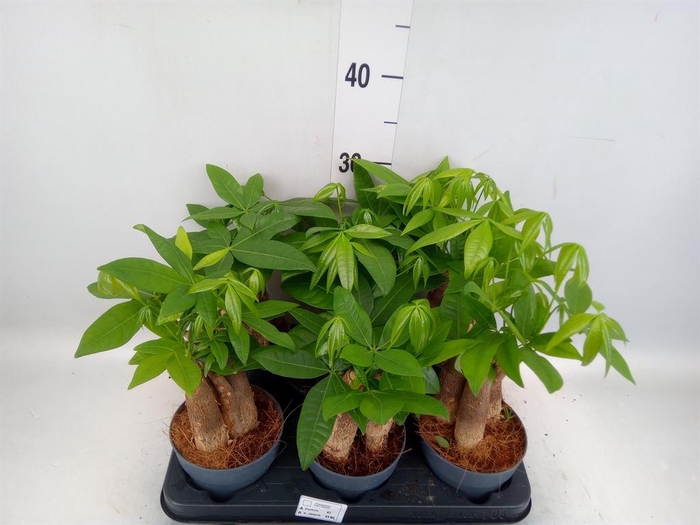 <h4>Pachira aquatica</h4>