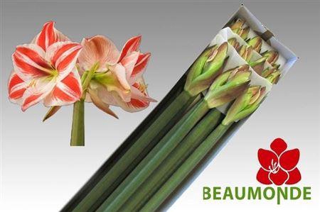 <h4>Hipp Ga Superstar</h4>