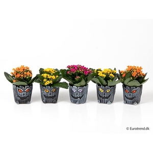 KALANCHOE BLOSSF P6 E 4772