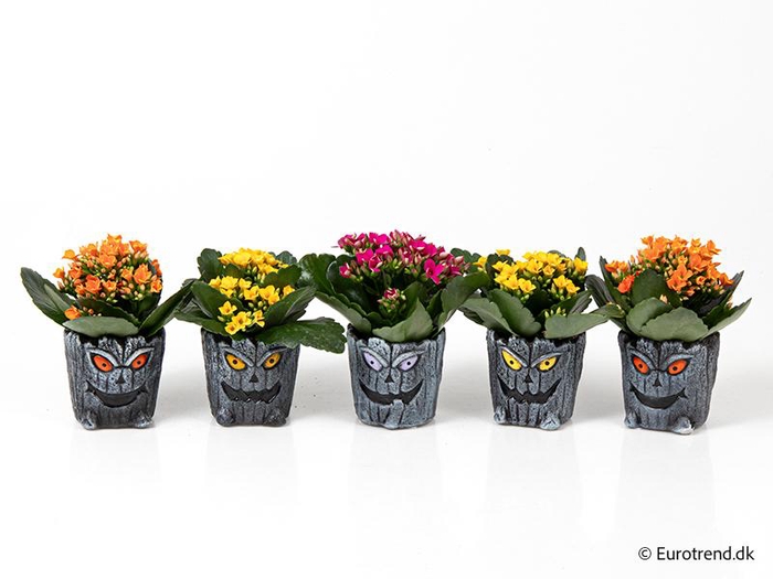 <h4>KALANCHOE BLOSSF P6 E 4772</h4>
