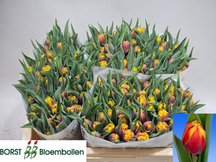 <h4>TU DU BOB MARLEY</h4>