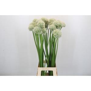 Allium Mount Everest
