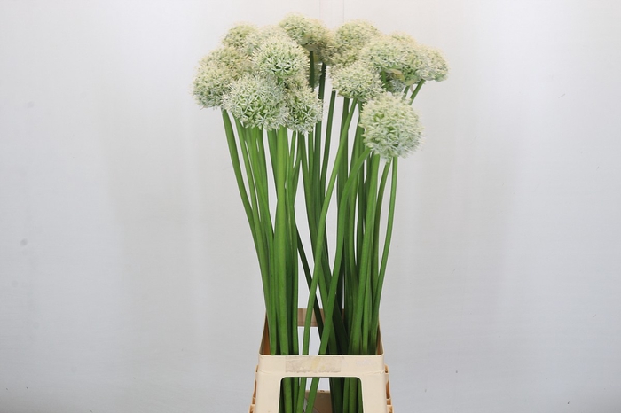 <h4>Allium Mount Everest</h4>