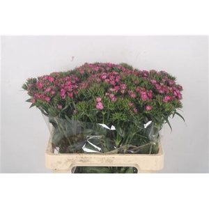 Di Barb Amazone Pink