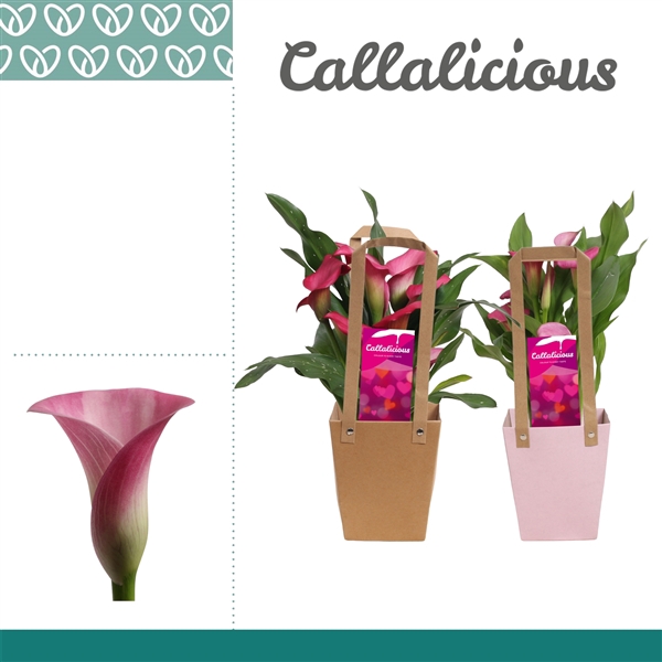 <h4>Zantedeschia Roze in Giftbag LOVE</h4>