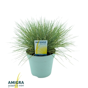 Festuca glauca AmiGold®
