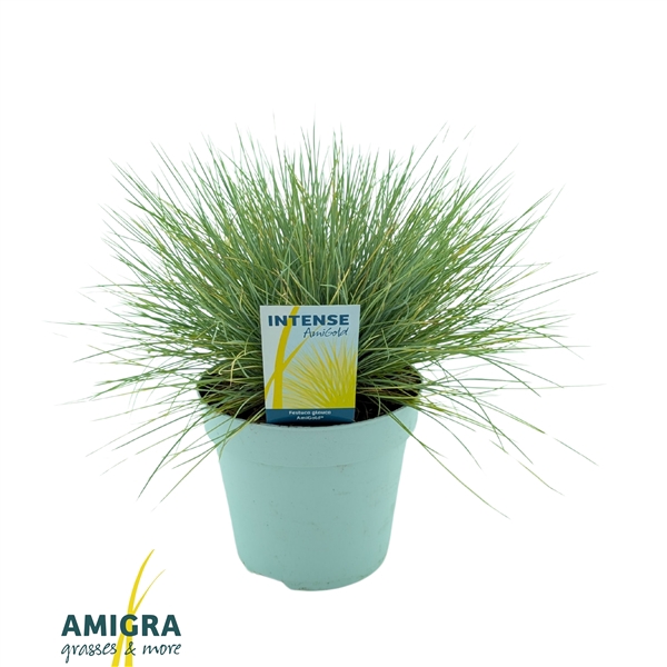 <h4>Festuca glauca AmiGold®</h4>