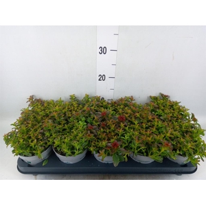 Sedum reflexum