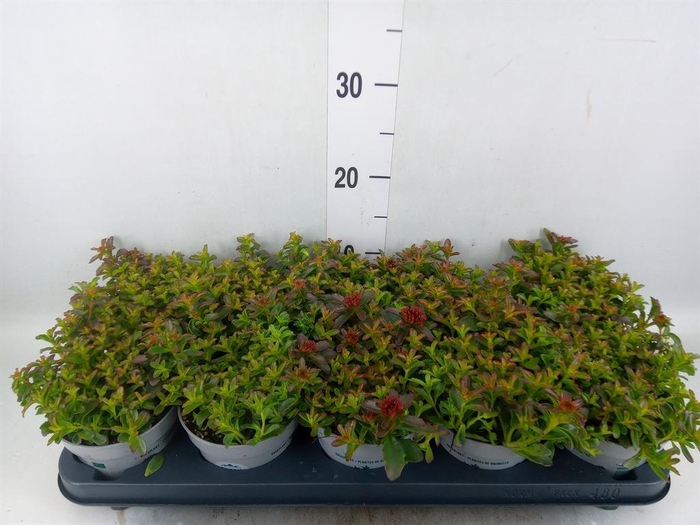 <h4>Sedum reflexum</h4>