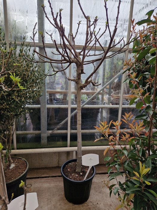 <h4>FICUS CARICA</h4>