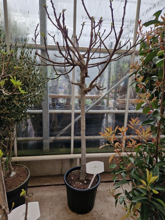 <h4>FICUS CARICA</h4>