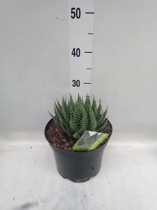 <h4>Aloe ...mix</h4>