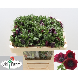 ANEM CO GALIL BORDEA