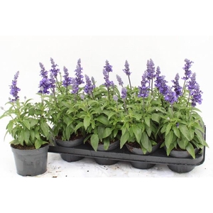 SALVIA FARINACEA