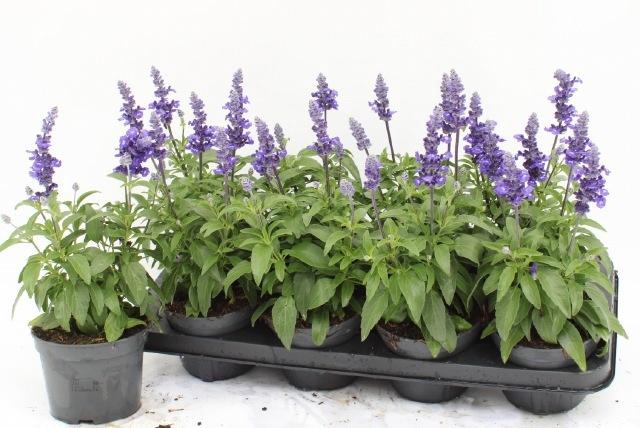 <h4>SALVIA FARINACEA</h4>