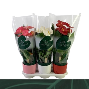 Anthurium Andreanum Grp gemengd 3 kleuren