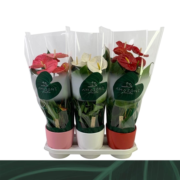 <h4>Anthurium Andreanum Grp gemengd 3 kleuren</h4>