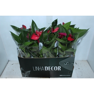 ANTHURIUM ANOUK P15