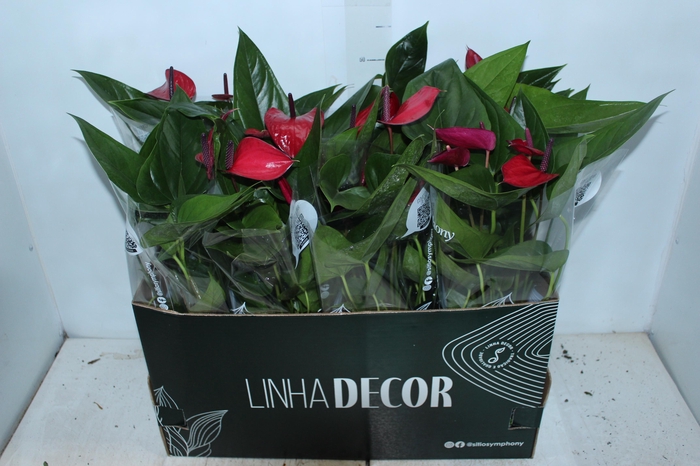 <h4>ANTHURIUM ANOUK P15</h4>