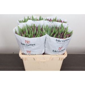 Tulipa EN 'Bullit'