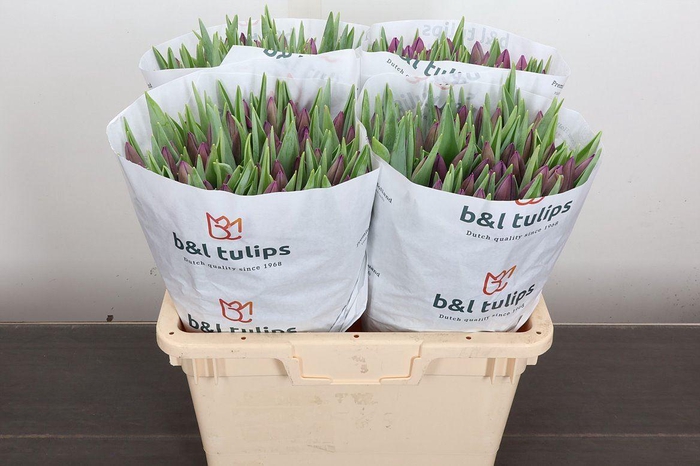 <h4>Tulipa EN 'Bullit'</h4>