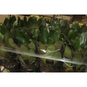 BROMELIA IMPERIAL P27 VERDE/VERMELHO