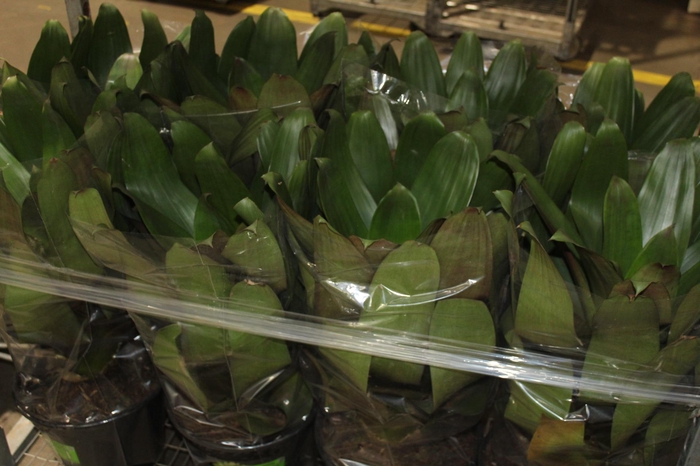 BROMELIA IMPERIAL P27 VERDE/VERMELHO