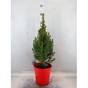 Picea glauca 'Conica'