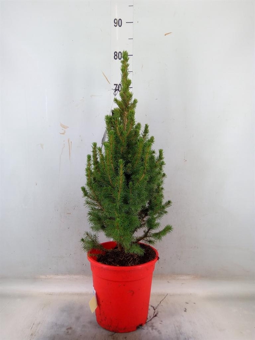 <h4>Picea glauca 'Conica'</h4>