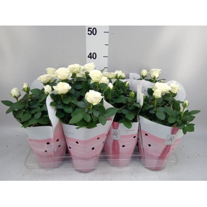 Rosa  'Amorosa Infinity White'